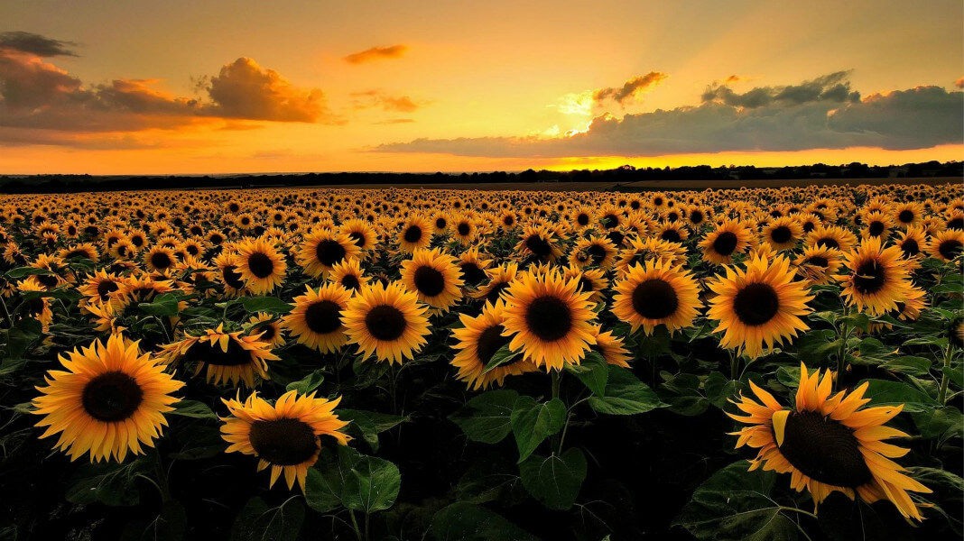 sunflower wallpaper desktop