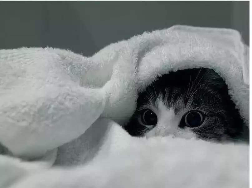 cat